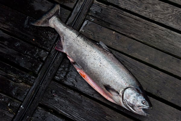 Image 5,20,62: Cocktail of pills, caffeine and fire retardant put B.C. chinook salmon at risk: study